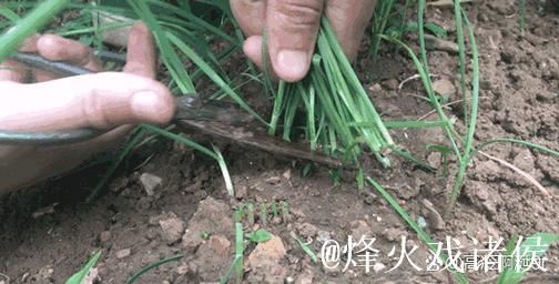 深入探索‘51朝阳吃瓜’背后的社会现象